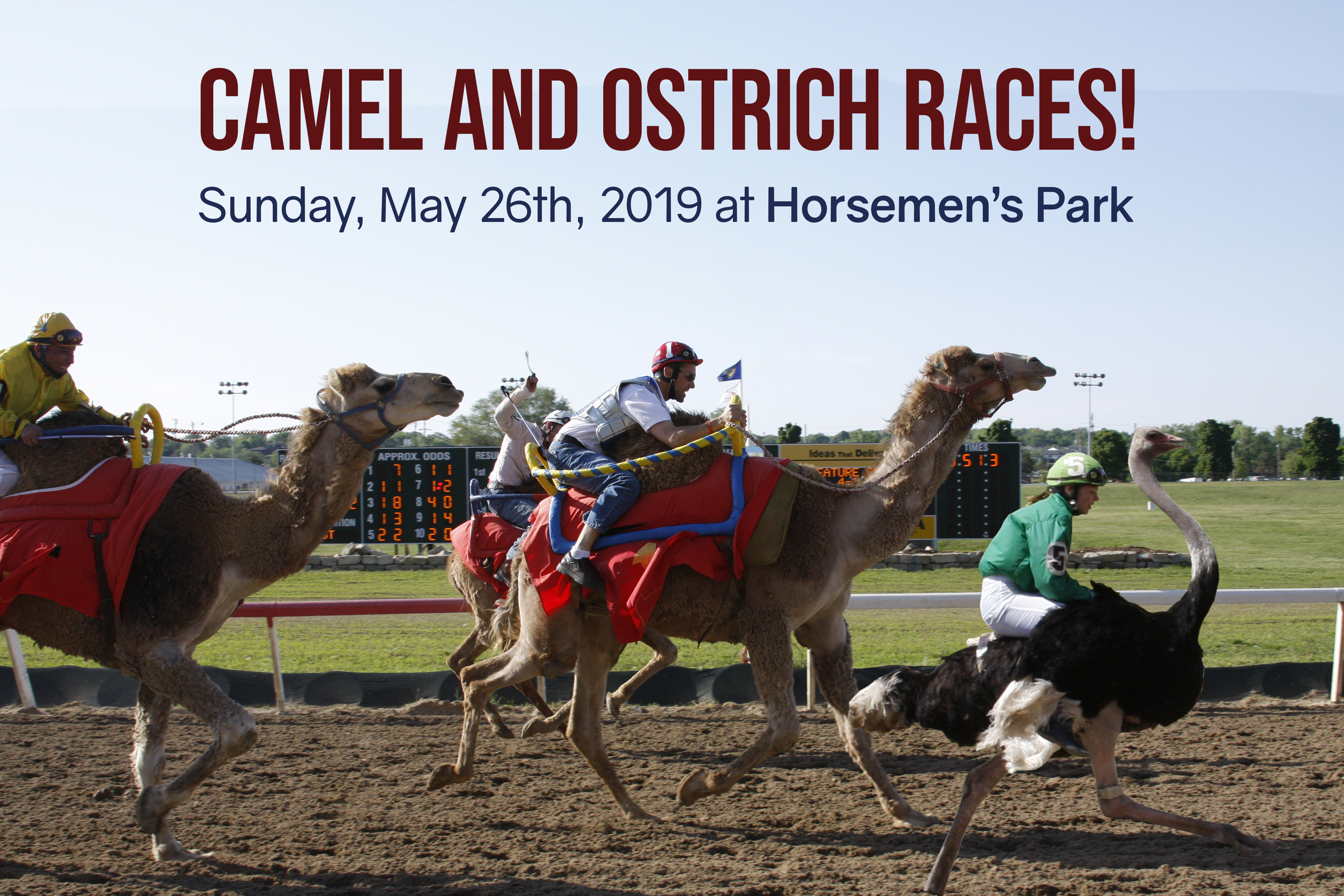 Camel and Ostrich Races.